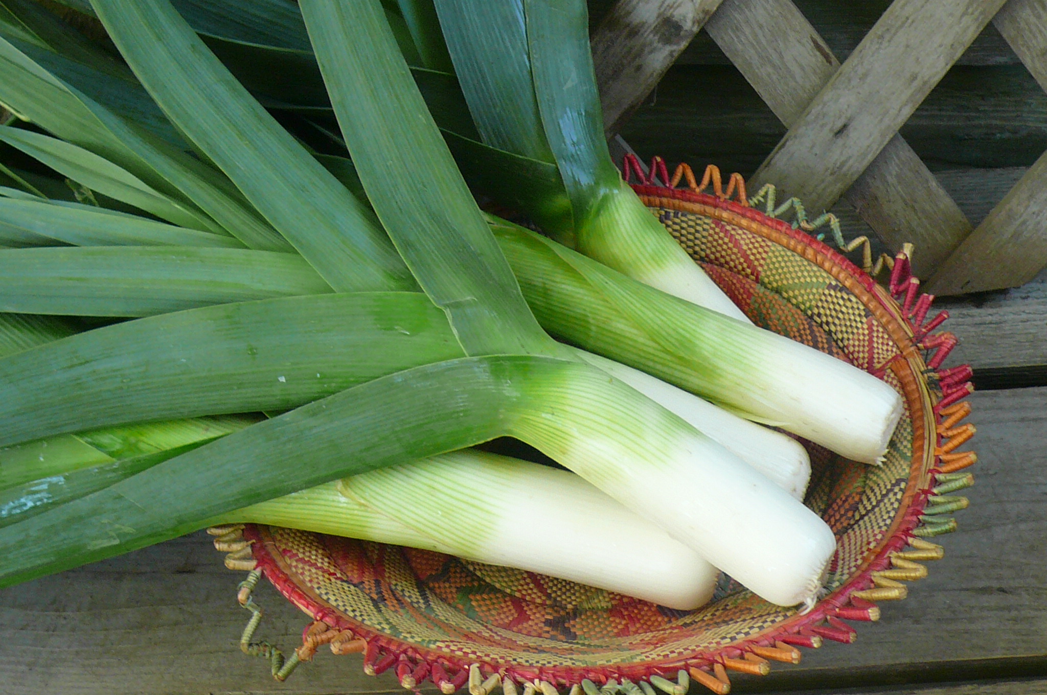 Leek. Лук-порей. Цибуля порей. Лук-порей (Leek).. Лук порей Голиаф.